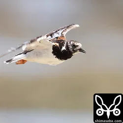 目の前を横切ったキョウジョシギ。