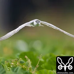 クロハラアジサシ