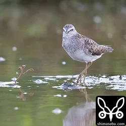タカブシギ