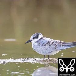 クロハラアジサシ