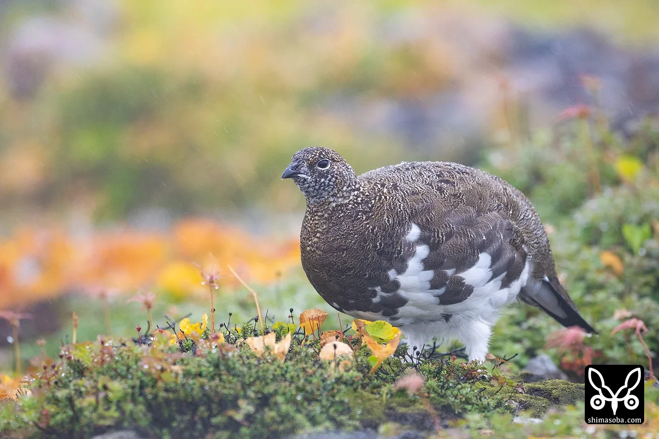 ライチョウ