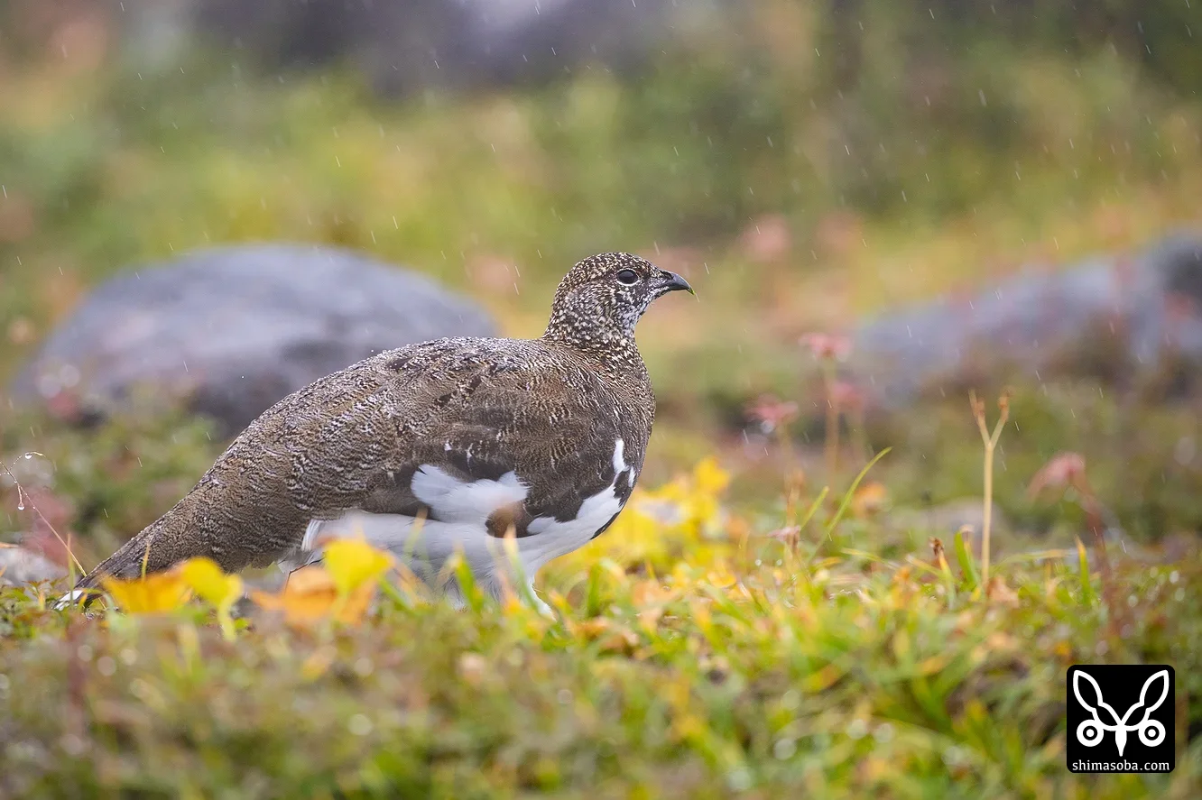 ライチョウ