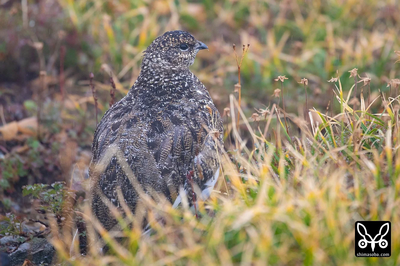ライチョウ