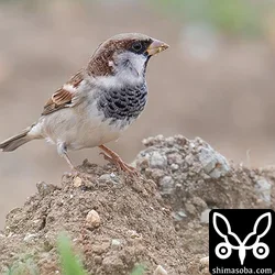 イエスズメの成鳥オス冬羽。