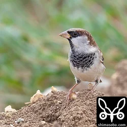 嘴が白っぽく、一瞬ニュウナイスズメにも見えた。