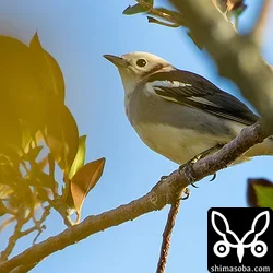 コムクドリの成鳥オス。ムクドリの群れに混ざっていた。