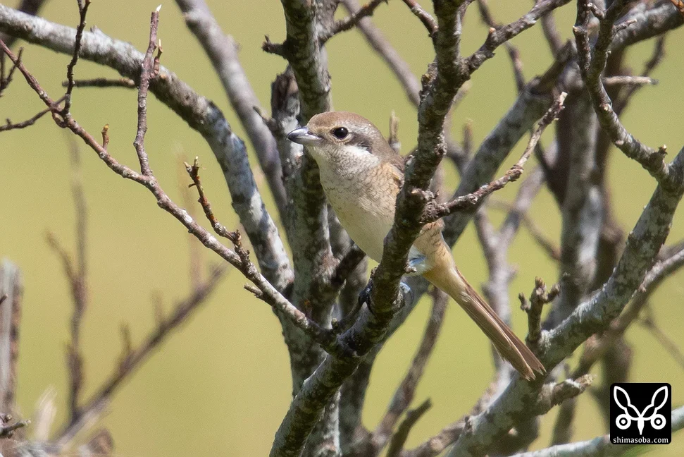 シマアカモズ