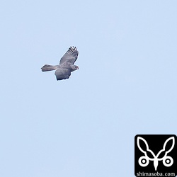 アカハラダカ成鳥オス。背面が美しい青灰色です。