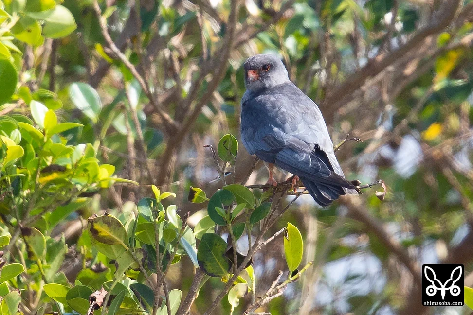 アカアシチョウゲンボウ