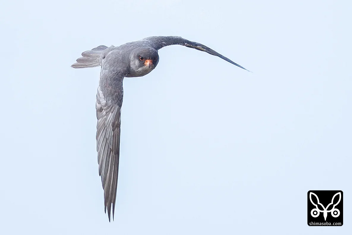 アカアシチョウゲンボウ