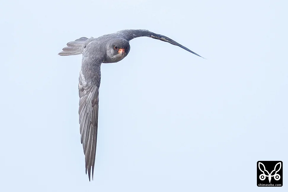 アカアシチョウゲンボウ