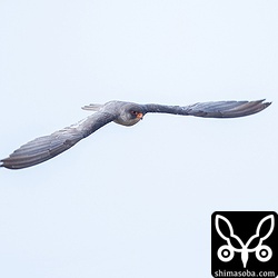 アカアシチョウゲンボウの成鳥オスの背面は美しい青灰色。