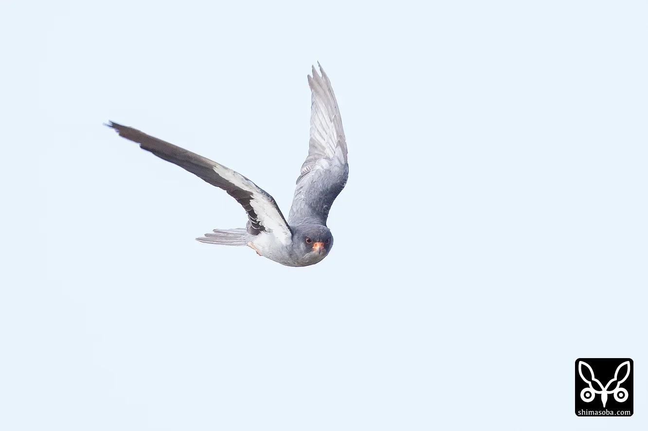アカアシチョウゲンボウ