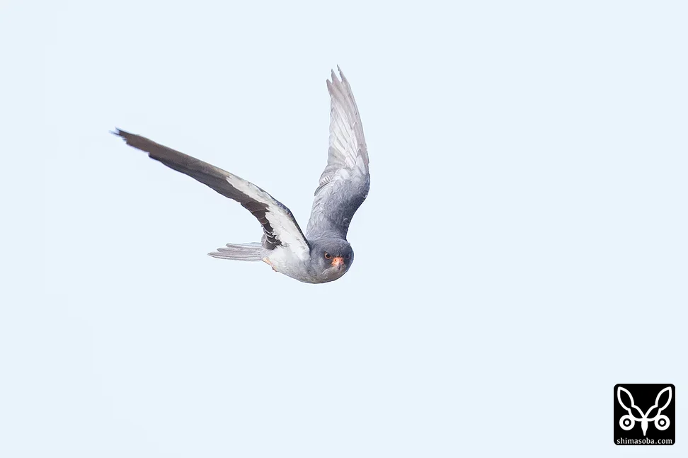 アカアシチョウゲンボウ