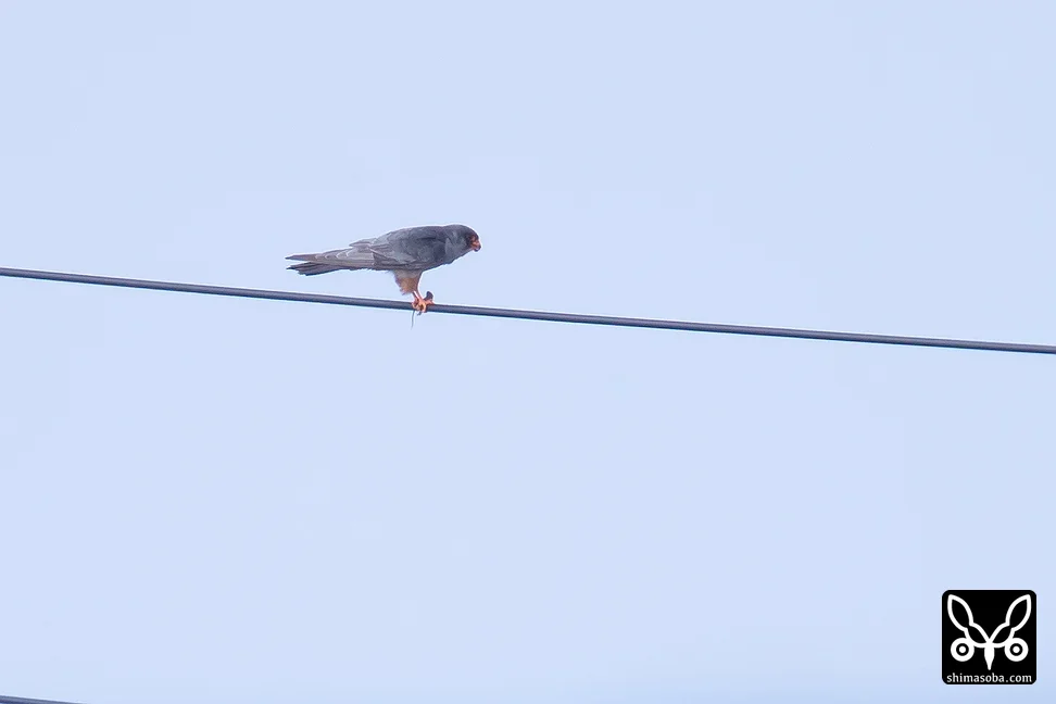 アカアシチョウゲンボウ