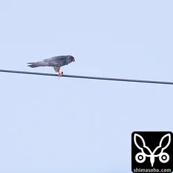 ネズミを捕まえたアカアシチョウゲンボウ。遠かったー。^^;