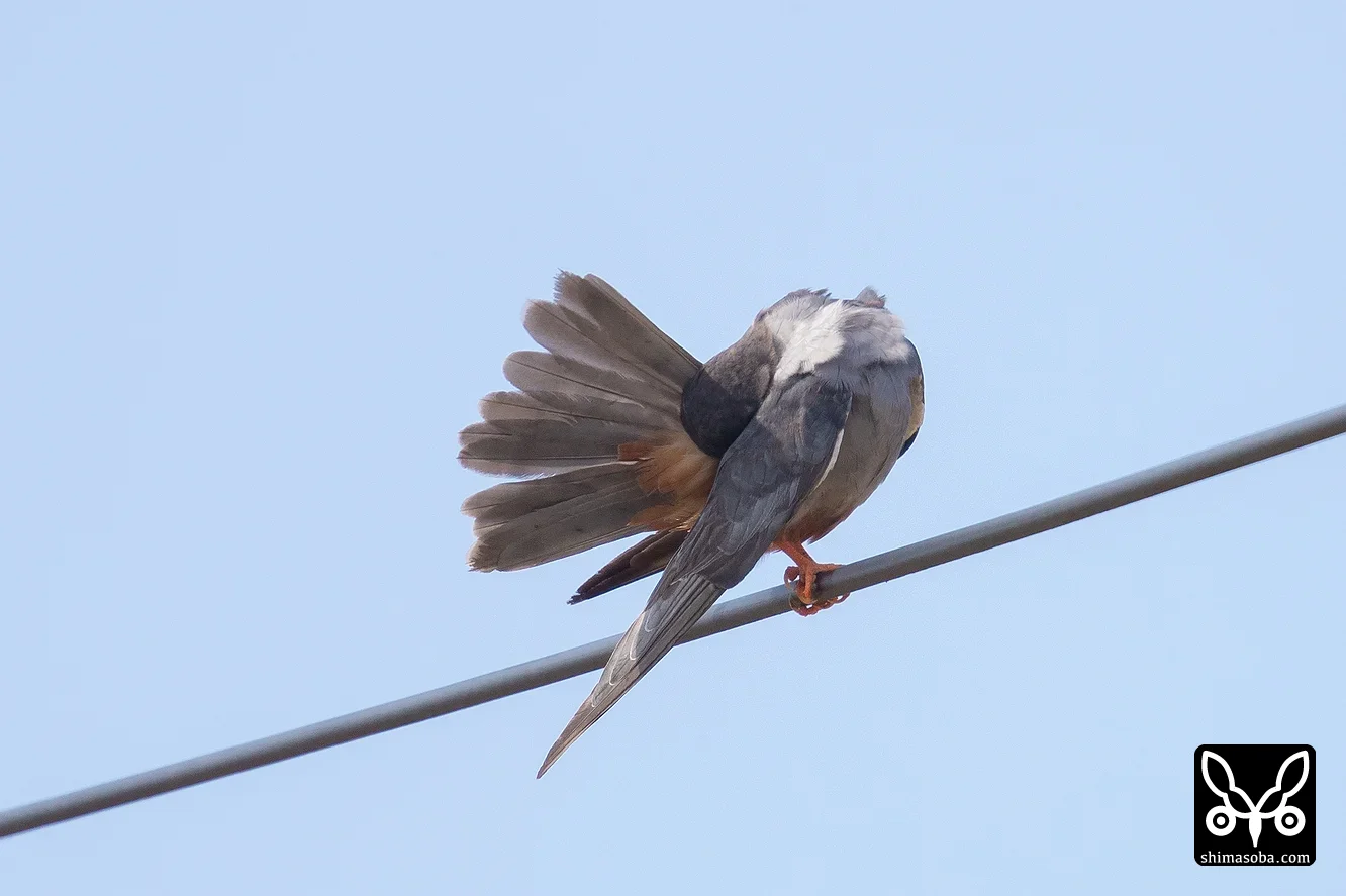 アカアシチョウゲンボウ