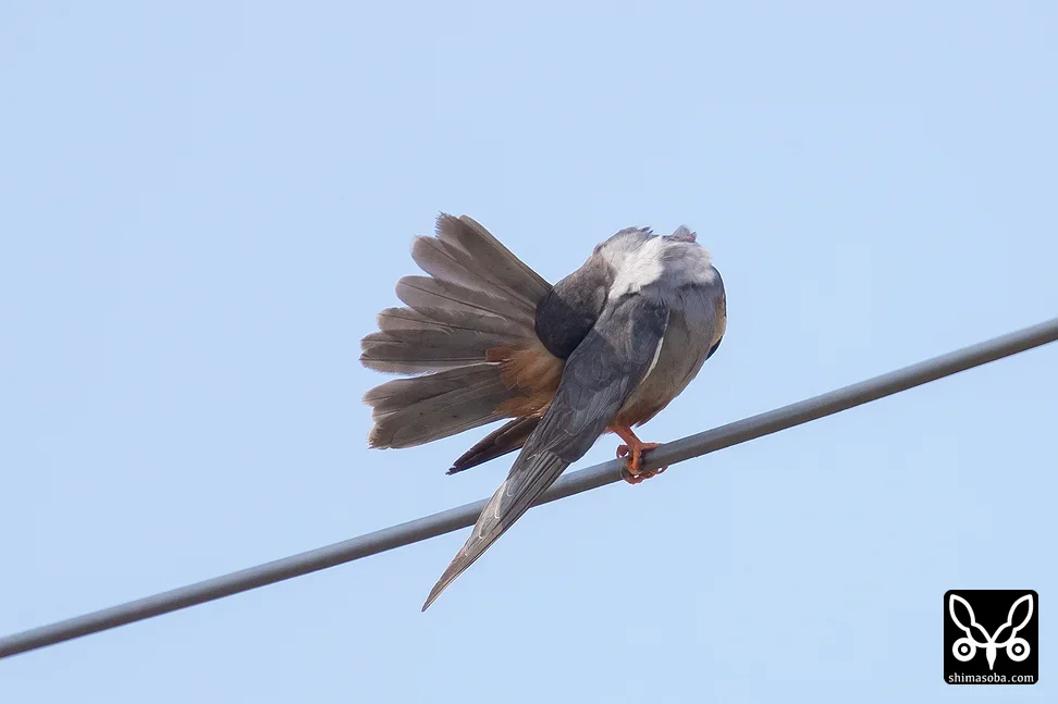 アカアシチョウゲンボウ