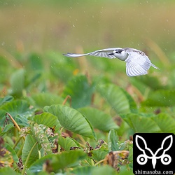 雨の中、元気に飛び回るクロハラアジサシ。幼羽から第1回冬羽へ移行中。