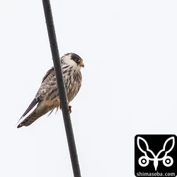 うるま市でアカアシチョウゲンボウ若鳥
