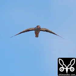 アカアシチョウゲンボウ