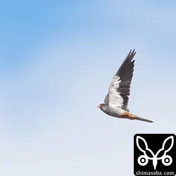 アカアシチョウゲンボウ
