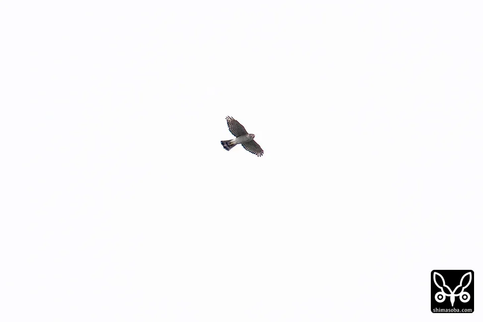 ツミ