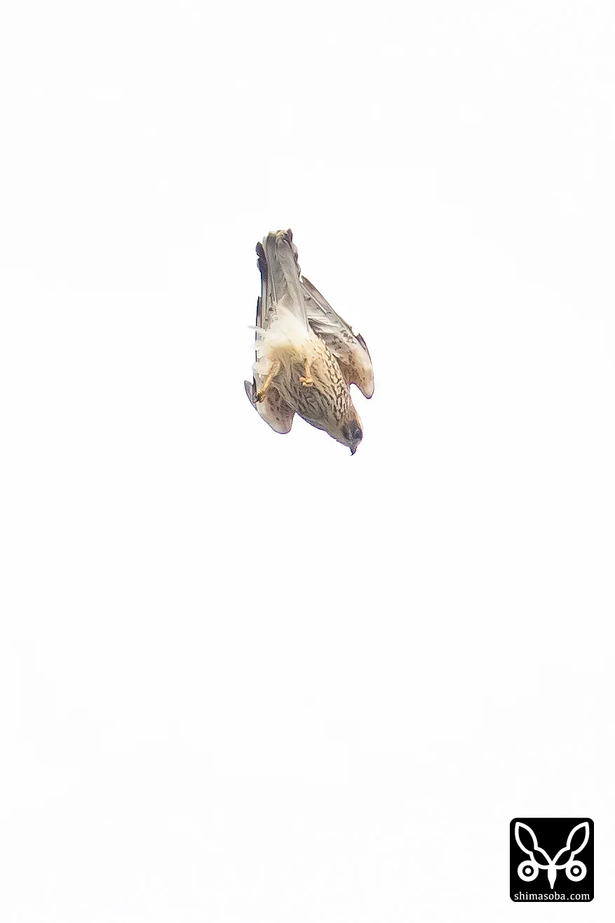 サシバ