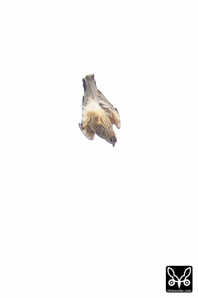 サシバ