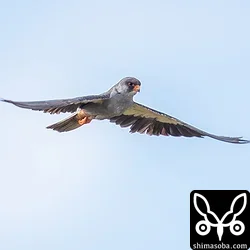 アカアシチョウゲンボウ