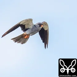 アカアシチョウゲンボウ