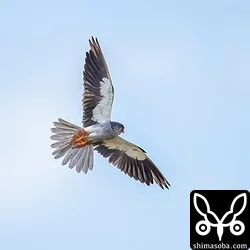 アカアシチョウゲンボウ