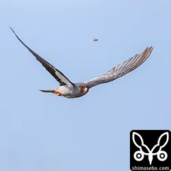 アカアシチョウゲンボウ