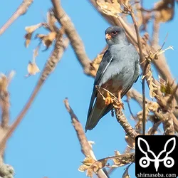 アカアシチョウゲンボウ