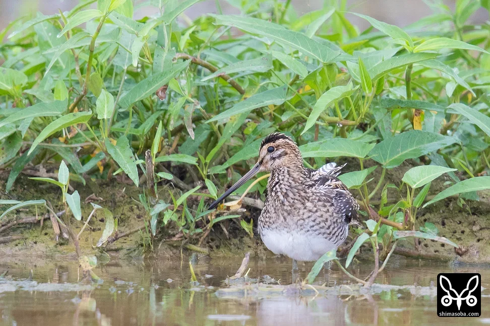 タシギ