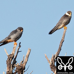 アカアシチョウゲンボウの成鳥オス(左)と幼鳥。