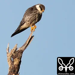 アカアシチョウゲンボウ