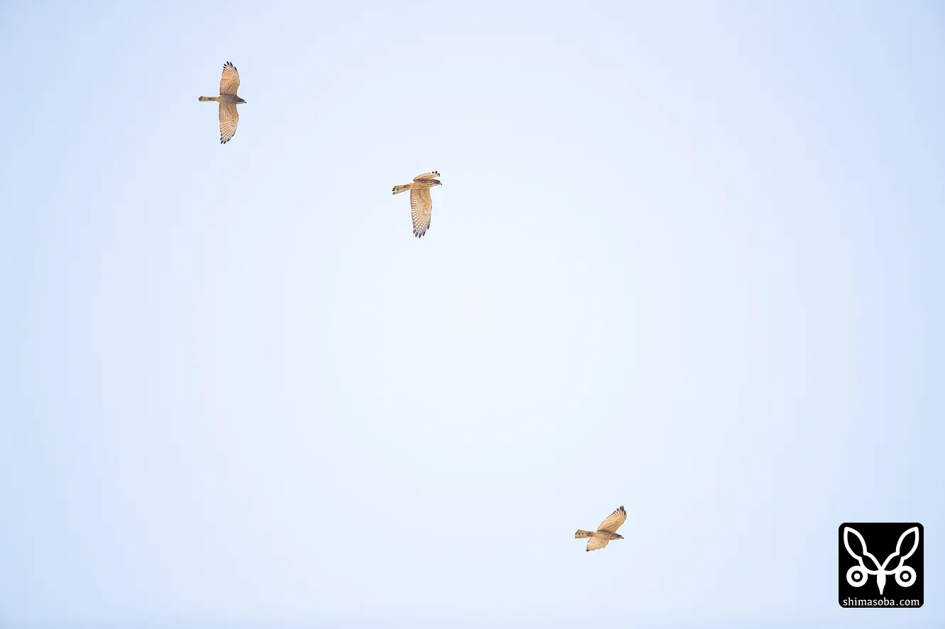 サシバ