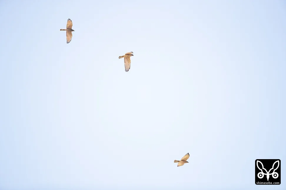 サシバ