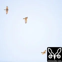 サシバ