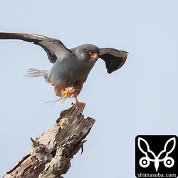 アカアシチョウゲンボウ
