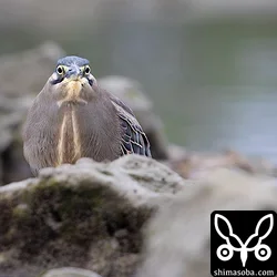 ササゴイ