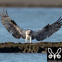 具志干潟でミサゴの狩り(動画あり)