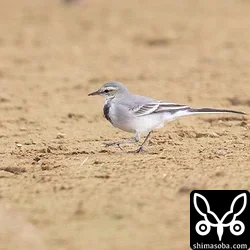 タイワンハクセキレイ