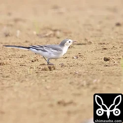 ホオジロハクセキレイ