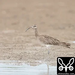 チュウシャクシギ