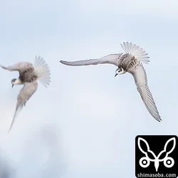 クロハラアジサシ