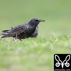 ホシムクドリ