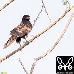 沖縄本島の暗色型サシバは2個体とも成鳥ですが、石垣島の暗色型サシバは幼鳥でした。