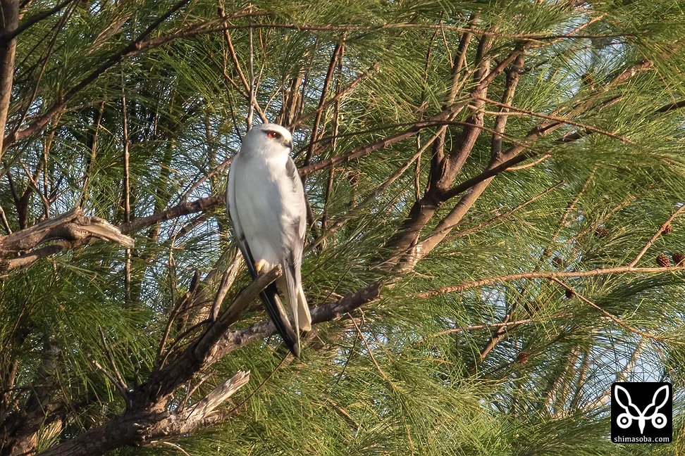 カタグロトビ